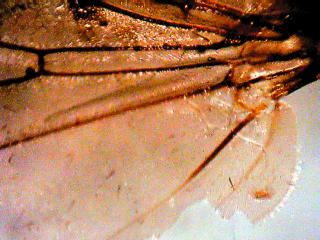 Heleomyzidae?